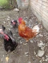 Продавам млади петли , снимка 1