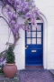 Продавам растение Глициния (Wisteria, Вистерия) , снимка 2