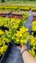 Евонимус Ауреа, Euonymus Japonica Aurea, снимка 8