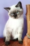 женска британска котка колорпойнт на 1 година , снимка 3