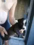 🐶 Продавам красиви Американски Питбул кученца - 8 броя, 2 месеца, снимка 3