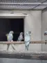 Продавам малки александри, снимка 2