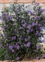Руелия, Мексиканска петуния, Ruellia Purple Mexican Petunia!!!, снимка 5