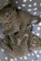 Котенца Британки, снимка 2