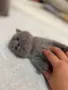 шотландска клепоуха, снимка 9