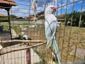Малък Александър мъжки 4 г. Папагал, снимка 2