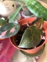Philodendron Pink Princess , снимка 1