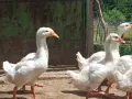 Гъски линда на 2 месеца, снимка 8