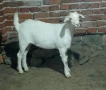Продавам 3 женски ярета, снимка 5