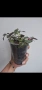 Традесканция, tradescantia Toundra, снимка 4