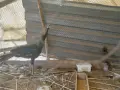 Пауни 4 годишни, снимка 2