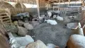 Овце и агнета за доене или продажба на месо!, снимка 1