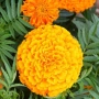 Tagetes Taishan Mix(Тагетис-Турта Тишан Микс), снимка 3