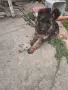 женски немски овчарки, снимка 3