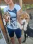 Развъдник Golden dogs , снимка 4