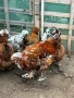 Разплодни яйца от Струмски кокошки, снимка 15