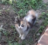 Подарявам котета, снимка 7