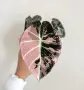 Alocasia Black Velvet Pink Variegata, снимка 1