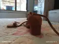 Дамски обувки на ток, снимка 4