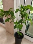 Акалифа с къдрави листа Acalypha wilkesiana curly., снимка 2
