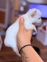 Чихуахуа момченца, снимка 9