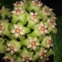 Hoya Хоя Sp.ut 033, снимка 1
