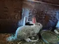 Продавам малки и големи екологично чисти зайци , снимка 2