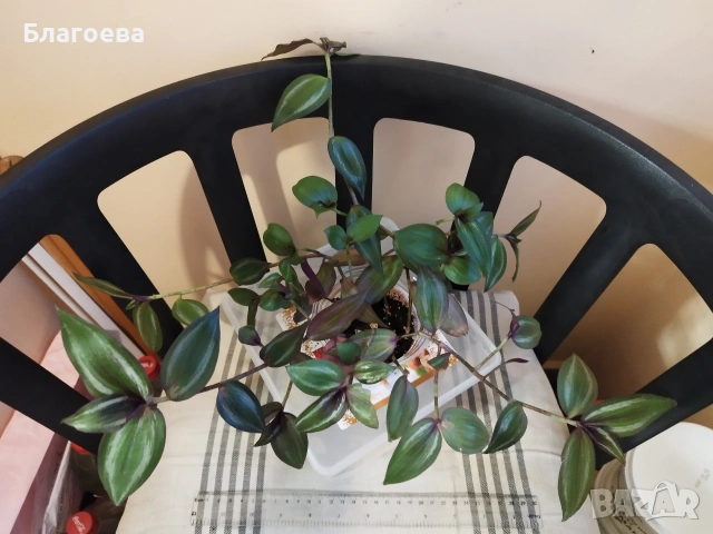 Традесканция 2.20 €