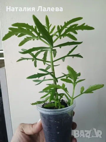 Каланхое еленови рога, kalanchoe laciniata, снимка 3 - Стайни растения - 55440511