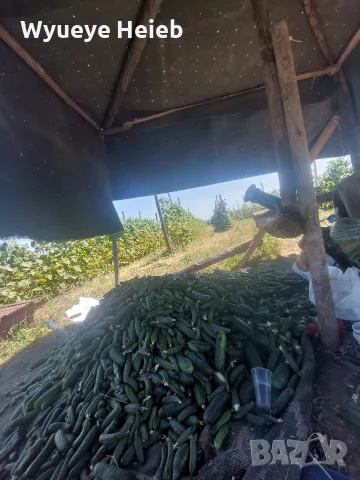 Пресни корнишони