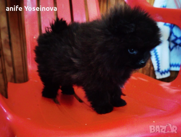 Продава се мини Померан, снимка 4 - Померан - 54132187
