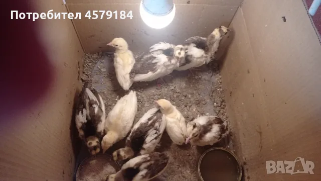 паунчета арлекини, снимка 3 - други­ - 55426793
