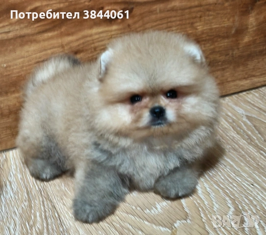 Мини Померанчета 