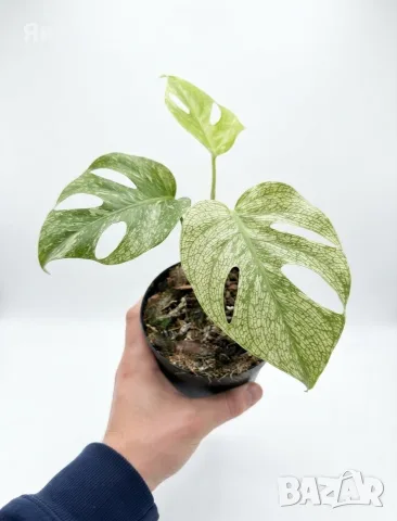 Monstera Devil Monster, снимка 2 - Стайни растения - 55322788