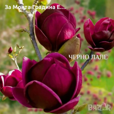 Магнолия 19 вида 