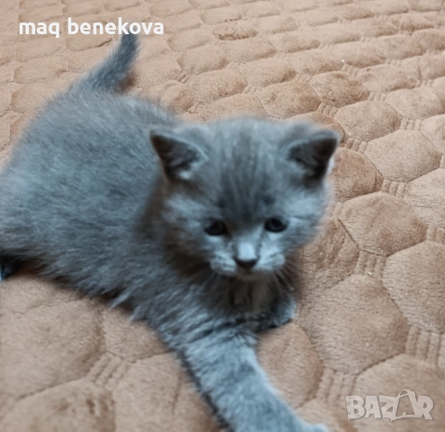  Прекрасни британско и шотландско котета момичета!, снимка 3 - Британска късокосместа - 54007917