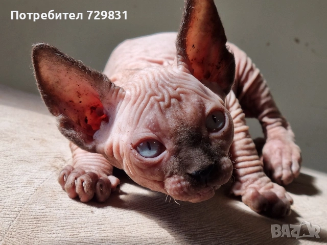 Канадски сфинкс, котенца, снимка 8 - Сфинксове - 54595069