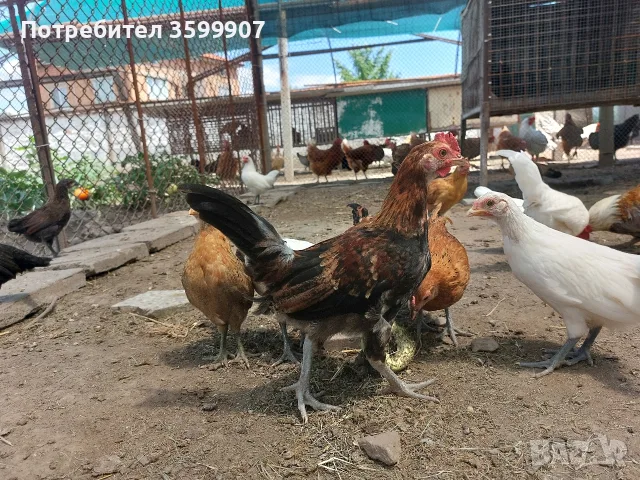 мини декоративни петлета, снимка 4 - Кокошки и пуйки - 55339931