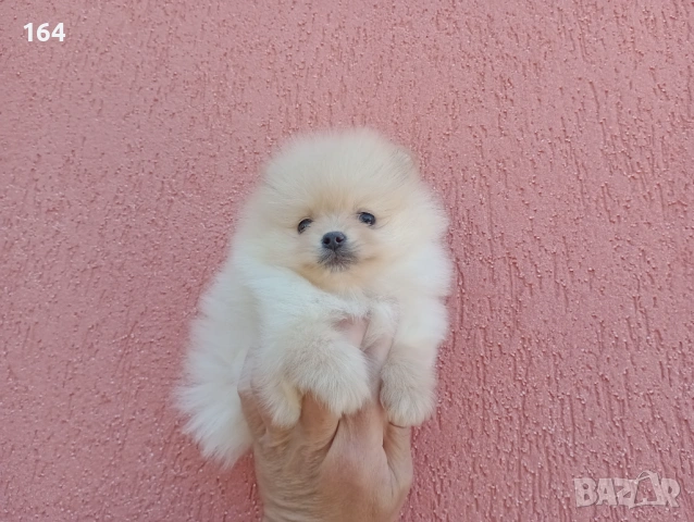 Мини мъжки Померан. Реални снимки от 24.04.26 г. 