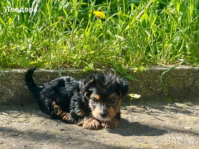 Йорки Ръсел, снимка 16 - Йоркширски териер - 54221299