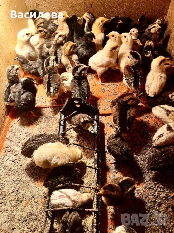 Пилета и пъдпъдъци на различна възраст, снимка 14 - Кокошки и пуйки - 54003824