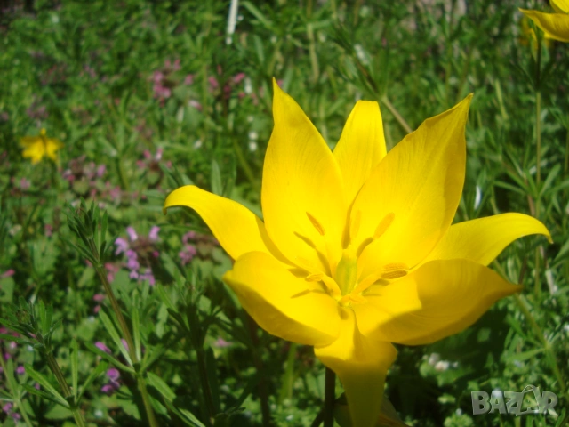 Жълто лаленце (Tulipa)