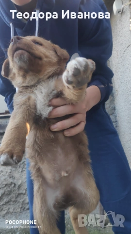 Подарявам малки кученца на 40 дни , снимка 4 - Други - 54342321