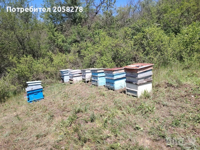 Пчелни кошери +, снимка 2 - За пчели - 54401224