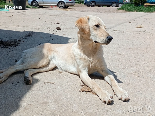 Подарява се красиво кученце :), снимка 3 - Лабрадор ретривър - 54693818