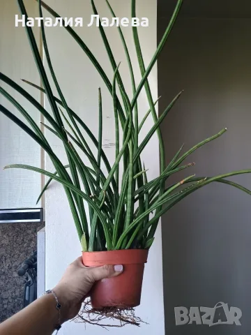 Сансевиера, sansevieria cylindrica