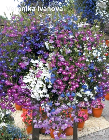 Цветя, снимка 12 - Разсади - 54076484