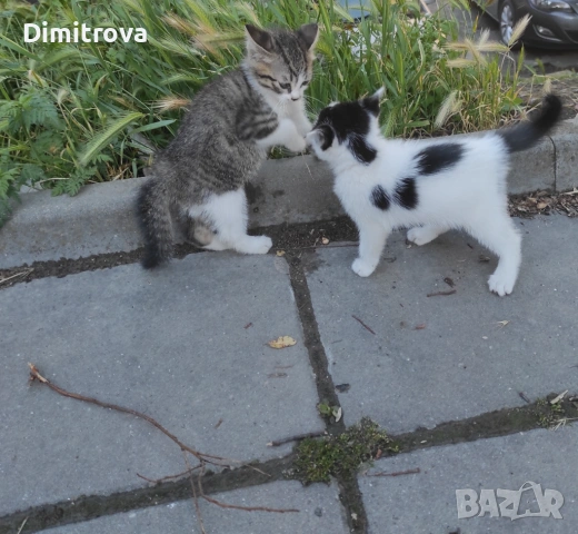 Котета търсят дом, снимка 16 - Други - 54756003