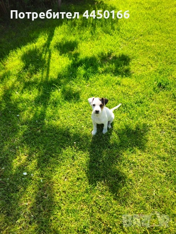 Малко кученце Джак ръсел