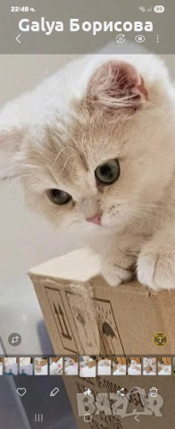 Британска котка  лилаво злато